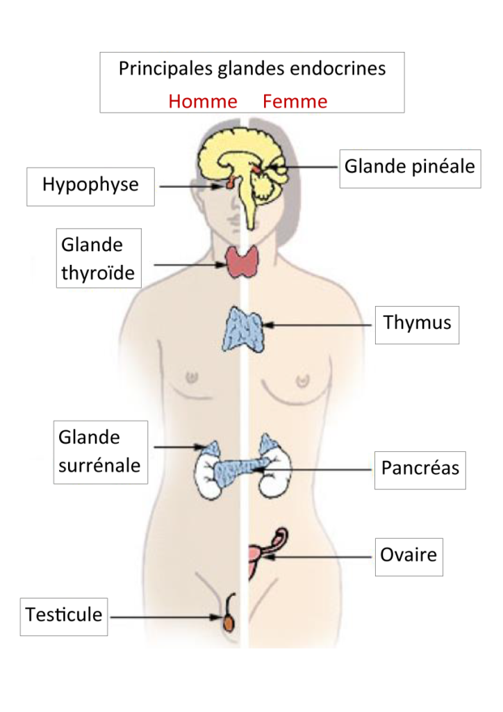 Principales glandes endocrines